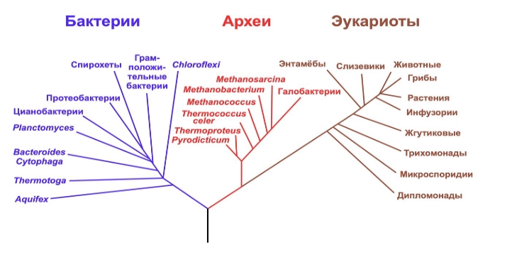 Муниципальный этап ВОШ 7 Биология Московская область (50 регион) ответы и задания 01.11.2025