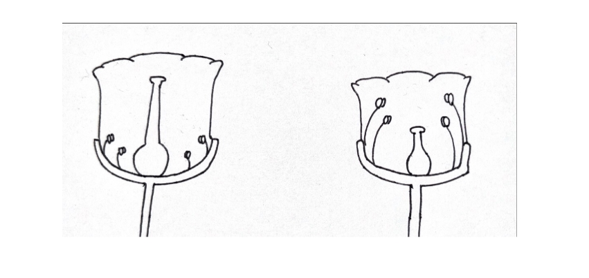 Муниципальный этап ВОШ 8 Биология Московская область (50 регион) ответы и задания 01.11.2025